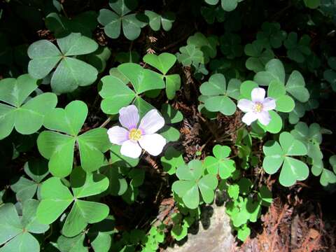 Image of redwood-sorrel