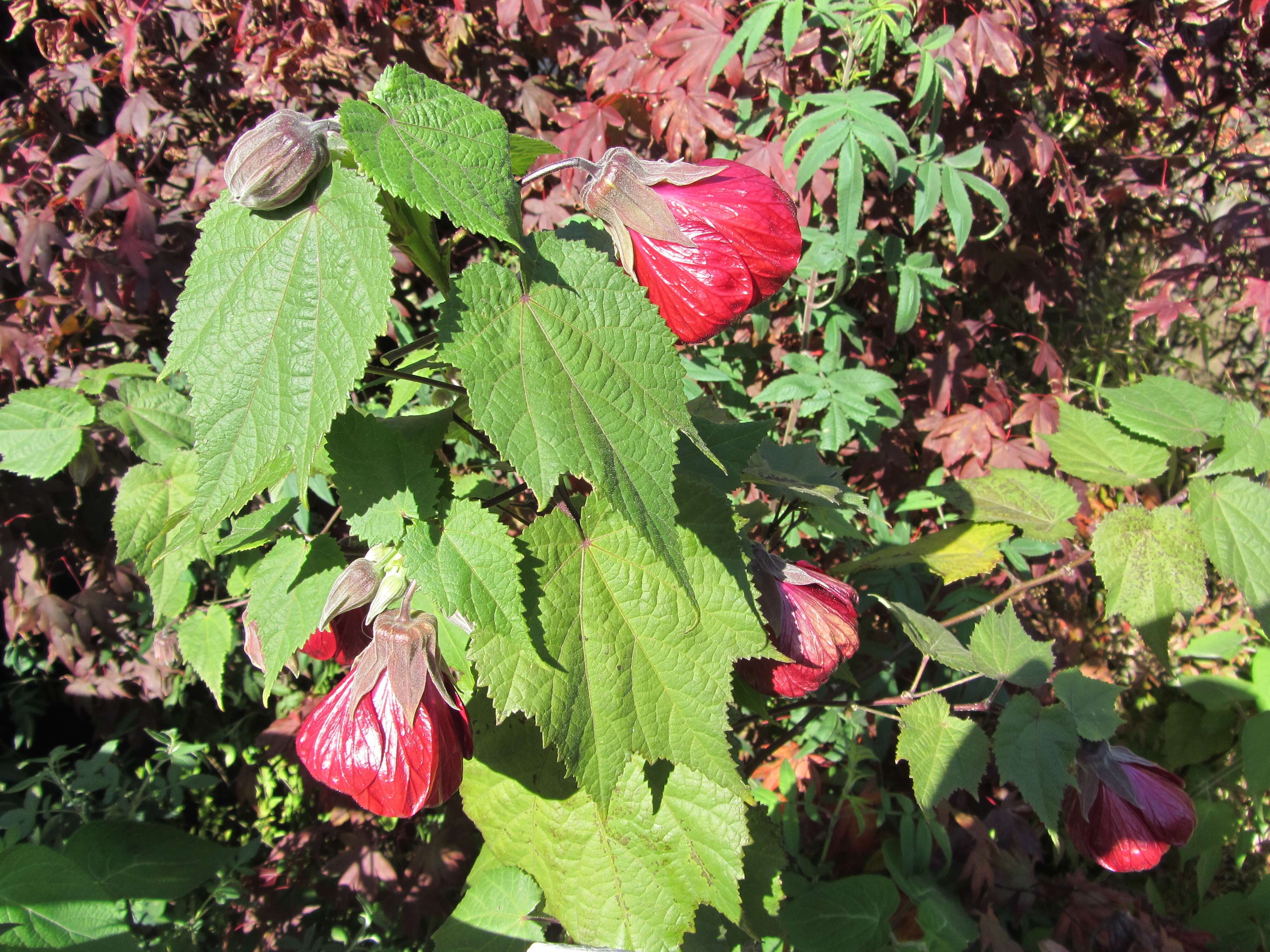 Image of Indian mallow