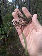 Imagem de Acacia linifolia (Vent.) Willd.