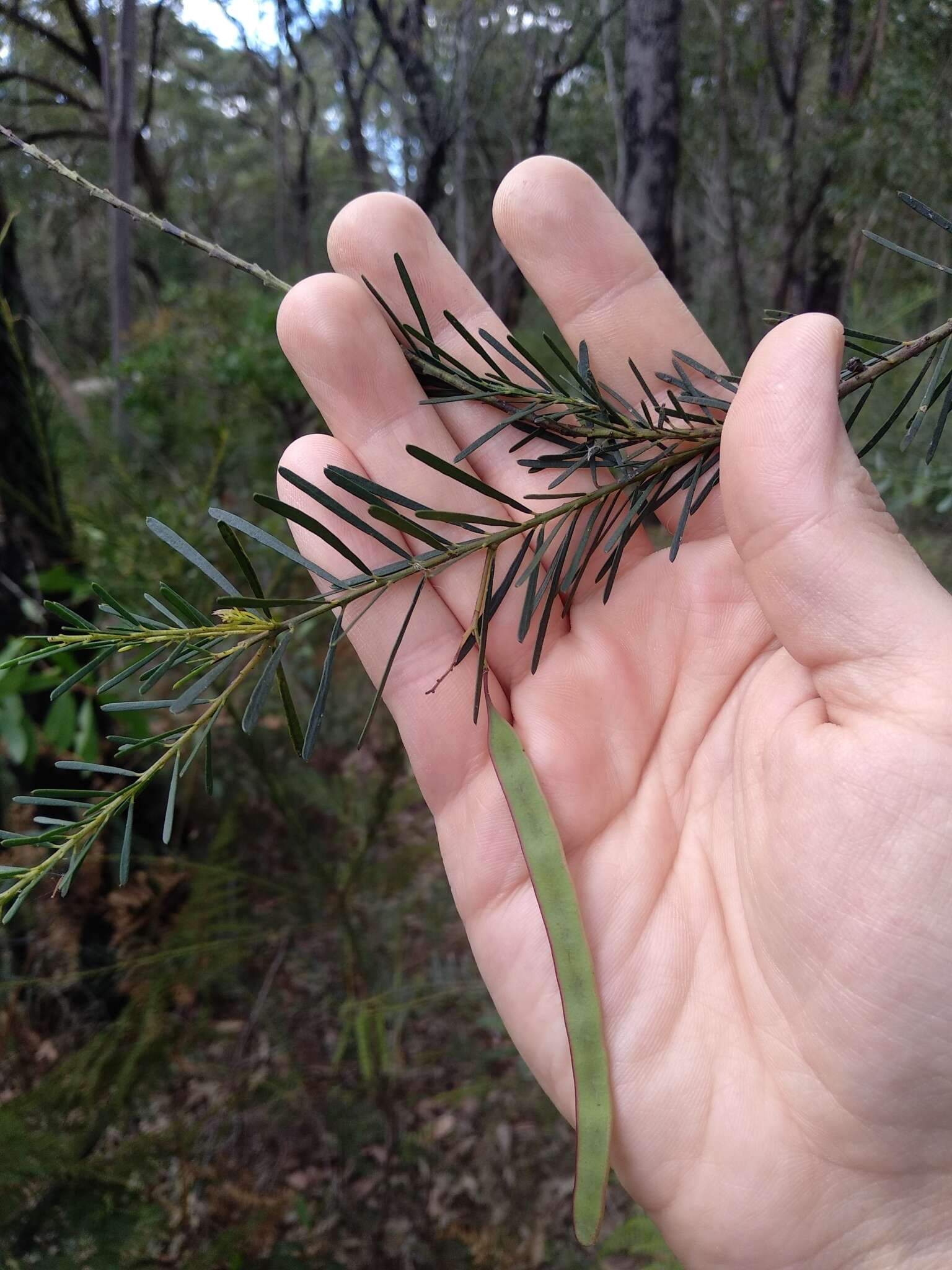 Imagem de Acacia linifolia (Vent.) Willd.