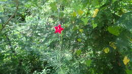 Image of Cypress Vine