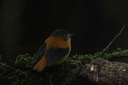 Image of Black-and-orange Flycatcher