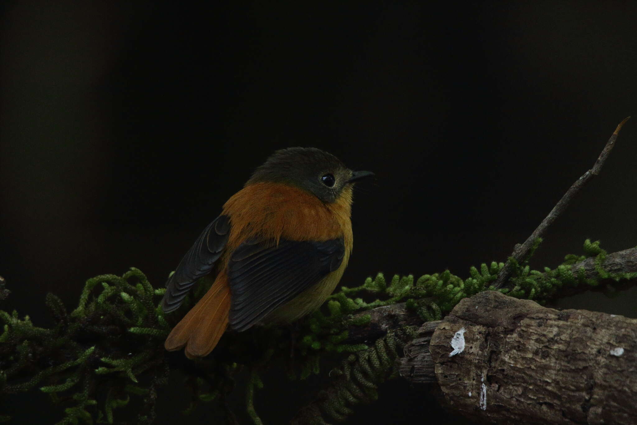 Image of Black-and-orange Flycatcher