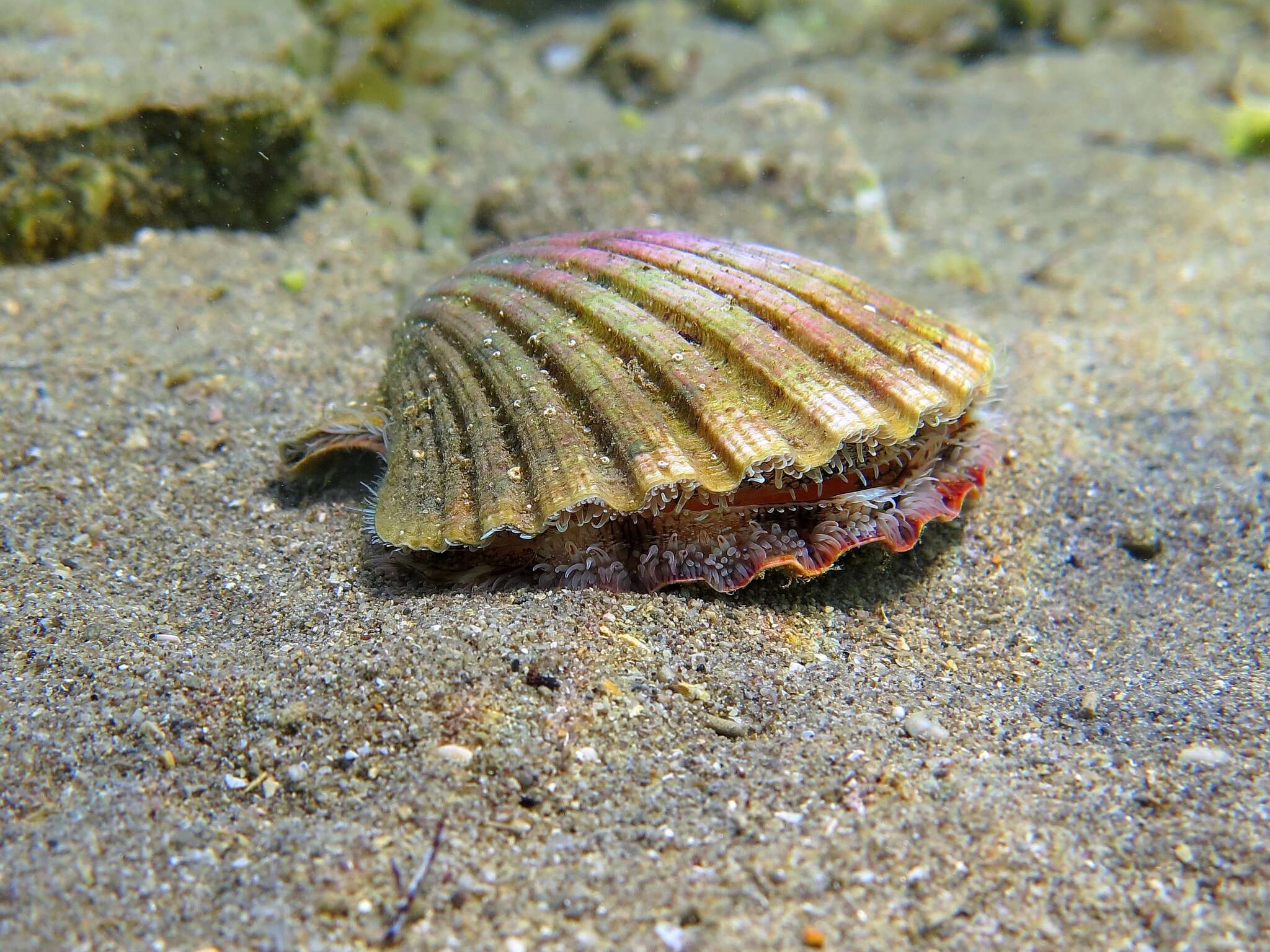 Image of St.James's scallop