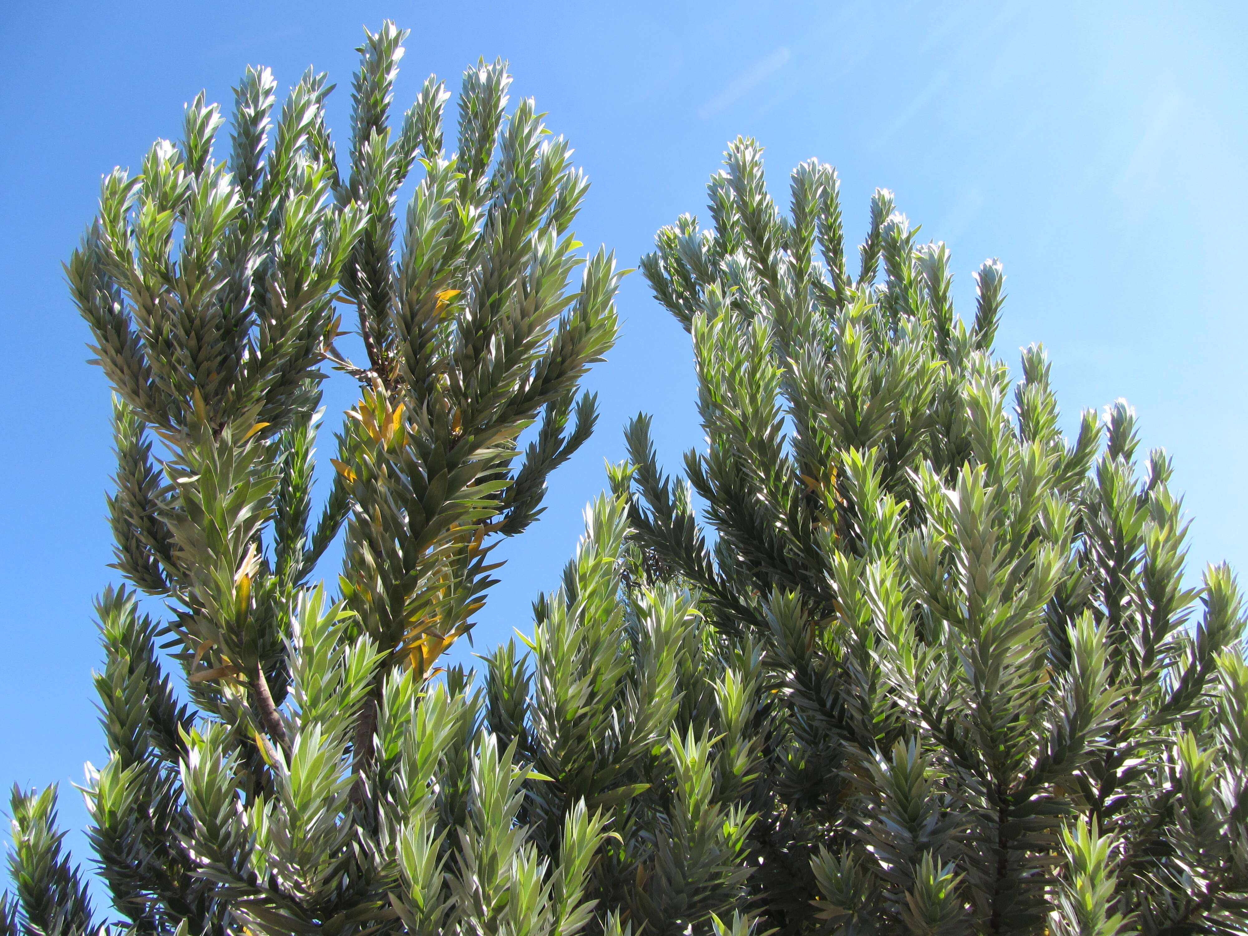 Image of Silver tree