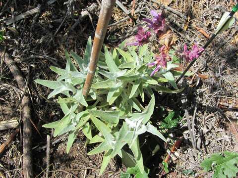 صورة Salvia canariensis L.