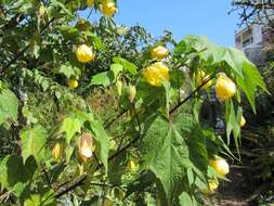 Image of Indian mallow