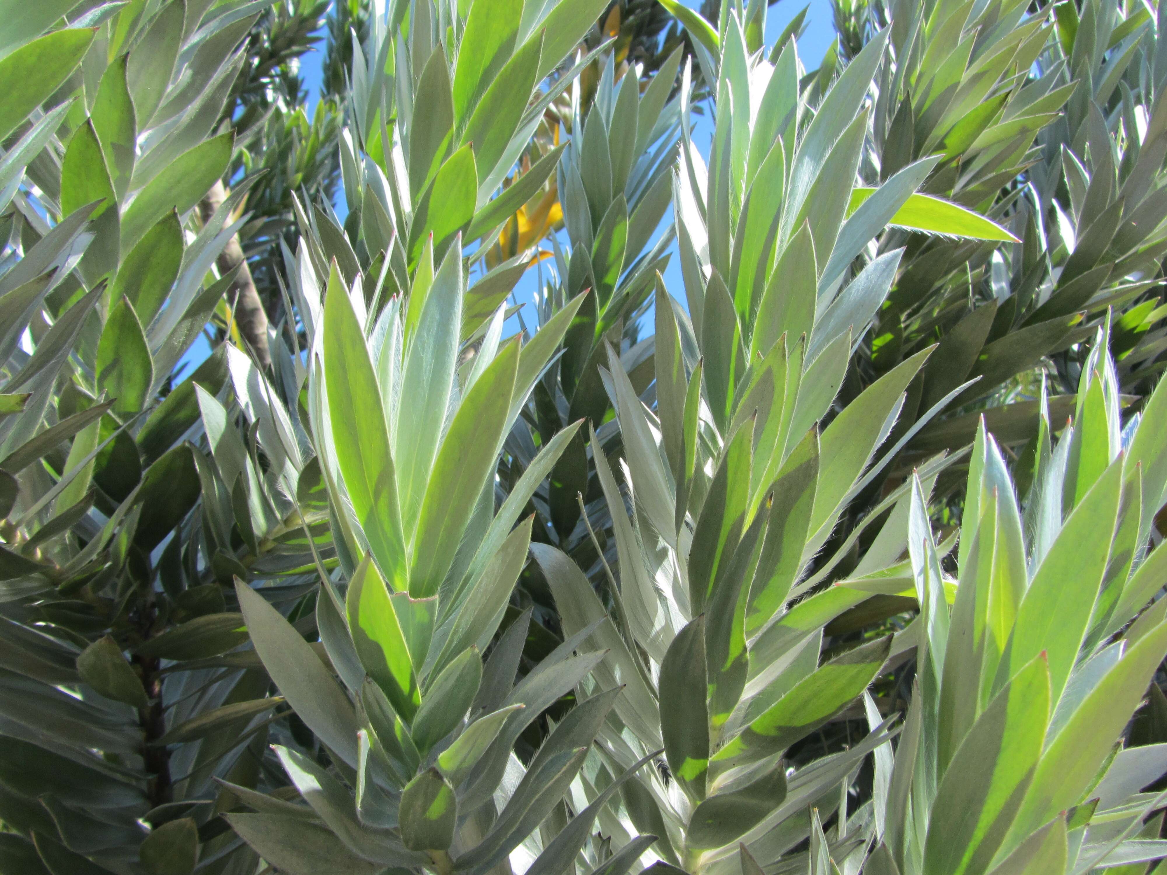 Image de Leucadendron argenteum (L.) R. Br.