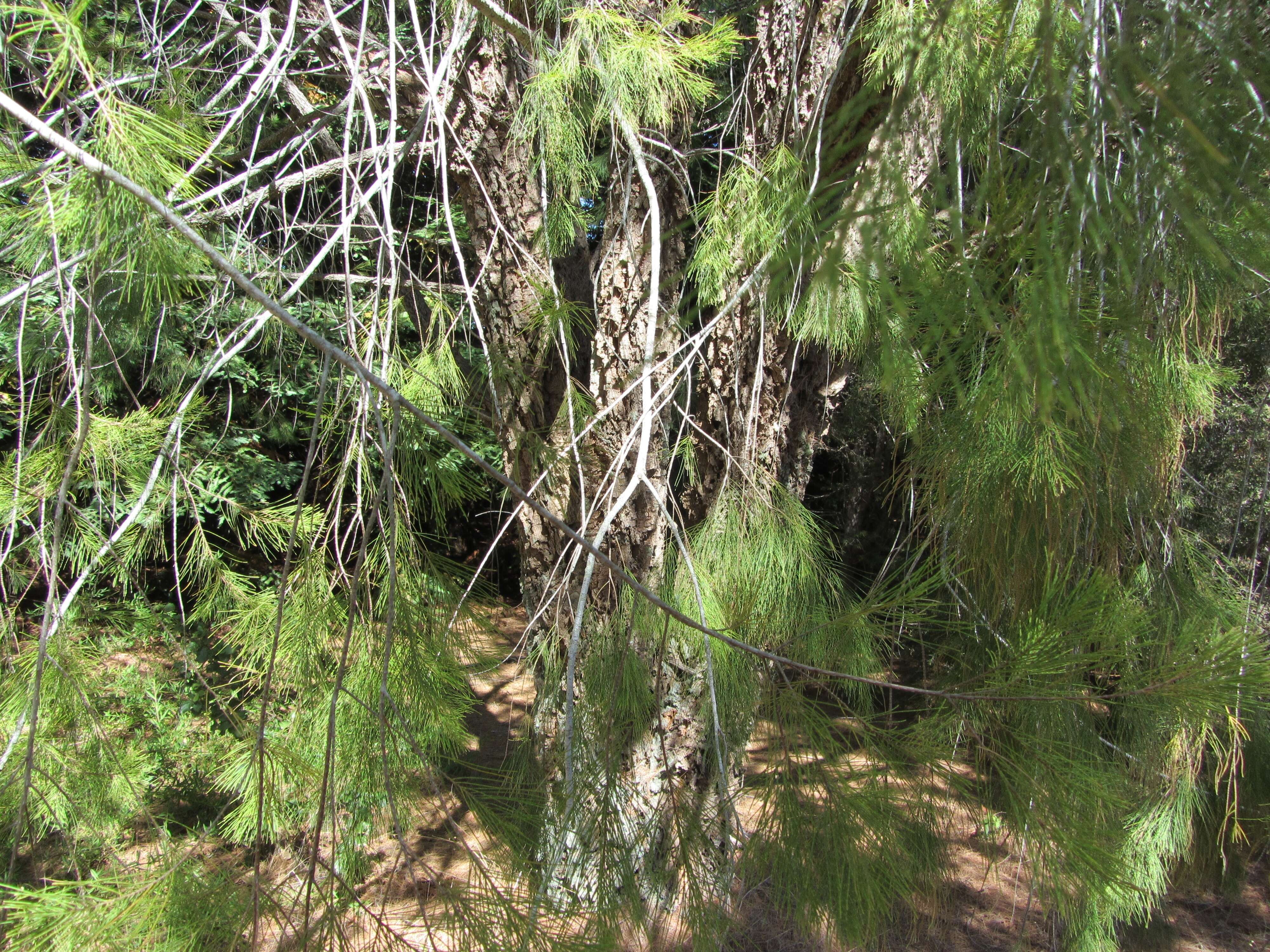 Image of forest-oak
