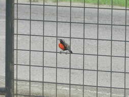 Image of Peruvian Meadowlark