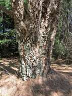Image of forest-oak