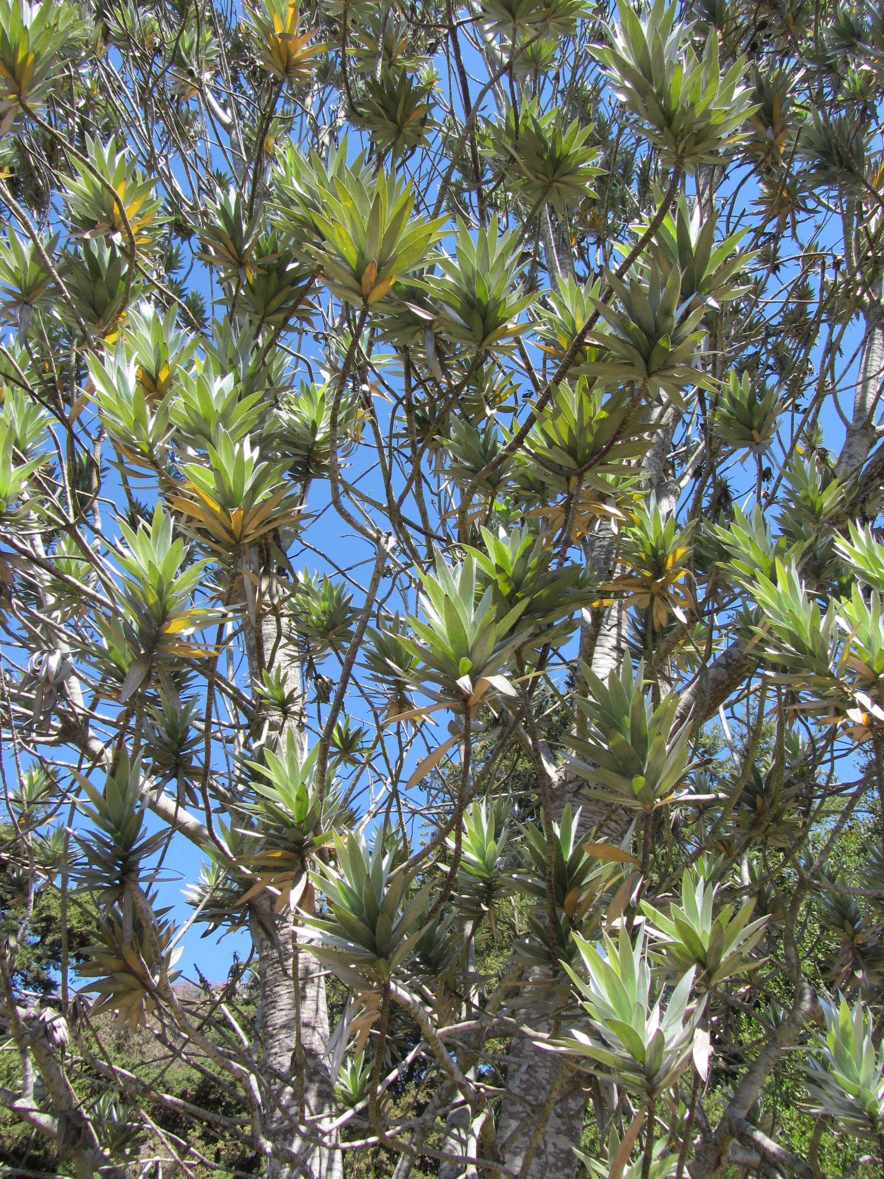 Image of Silver tree