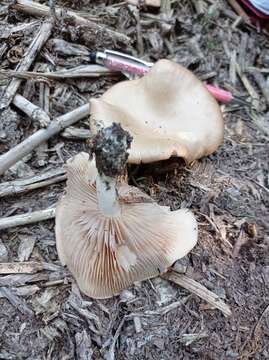 Image of Entoloma griseum Peck 1904