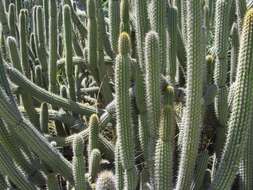 Image of Cleistocactus tominensis (Weing.) Backeb.