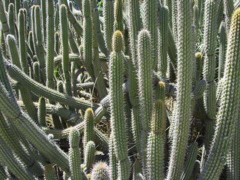 Imagem de Cleistocactus tominensis (Weing.) Backeb.