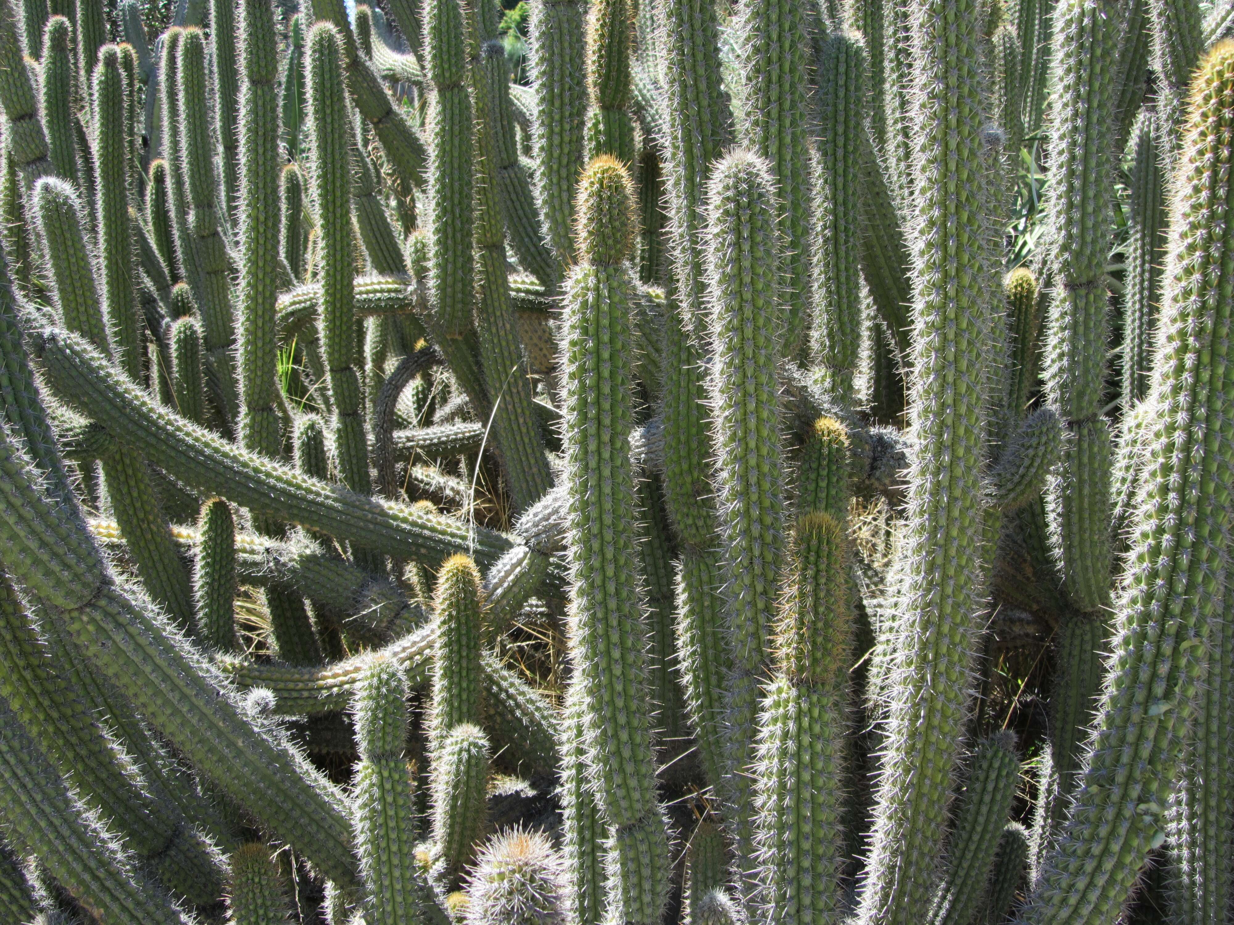 Image of Cleistocactus tominensis (Weing.) Backeb.