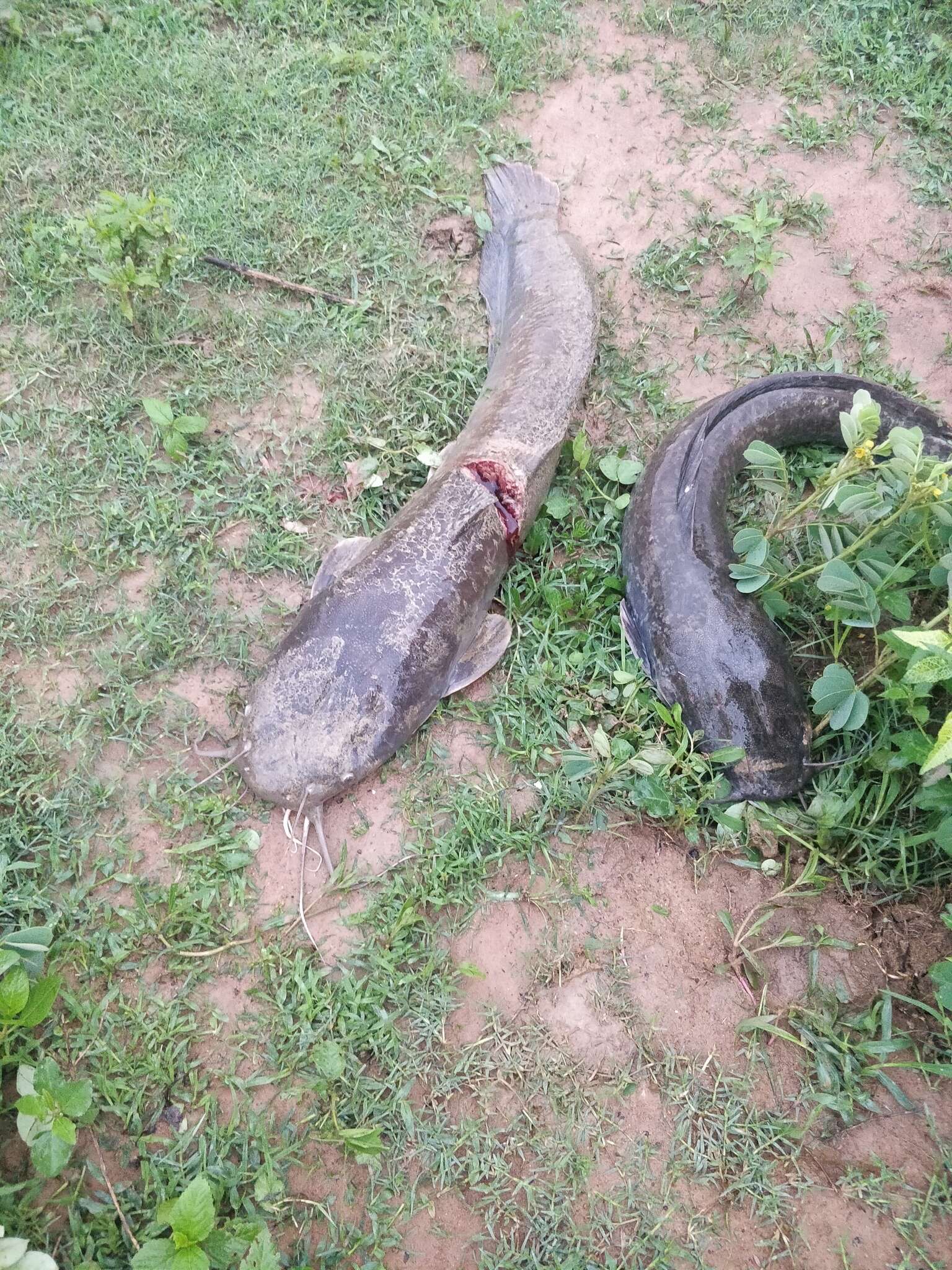 Image of African Catfish