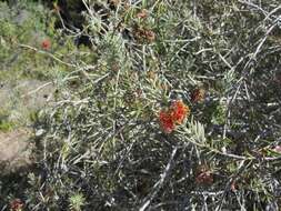 صورة Callistemon brachyandrus Lindl.