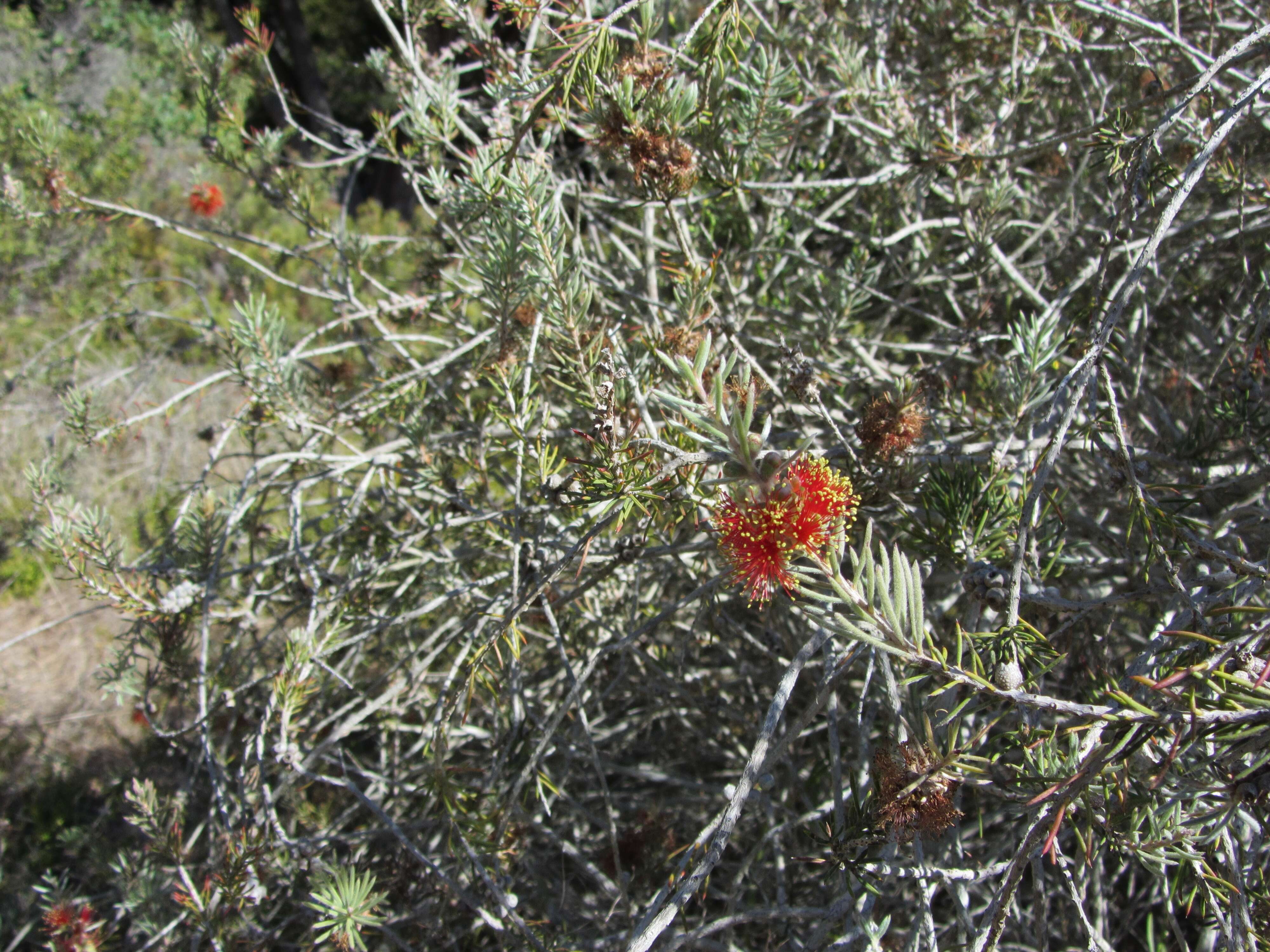 Sivun Callistemon brachyandrus Lindl. kuva