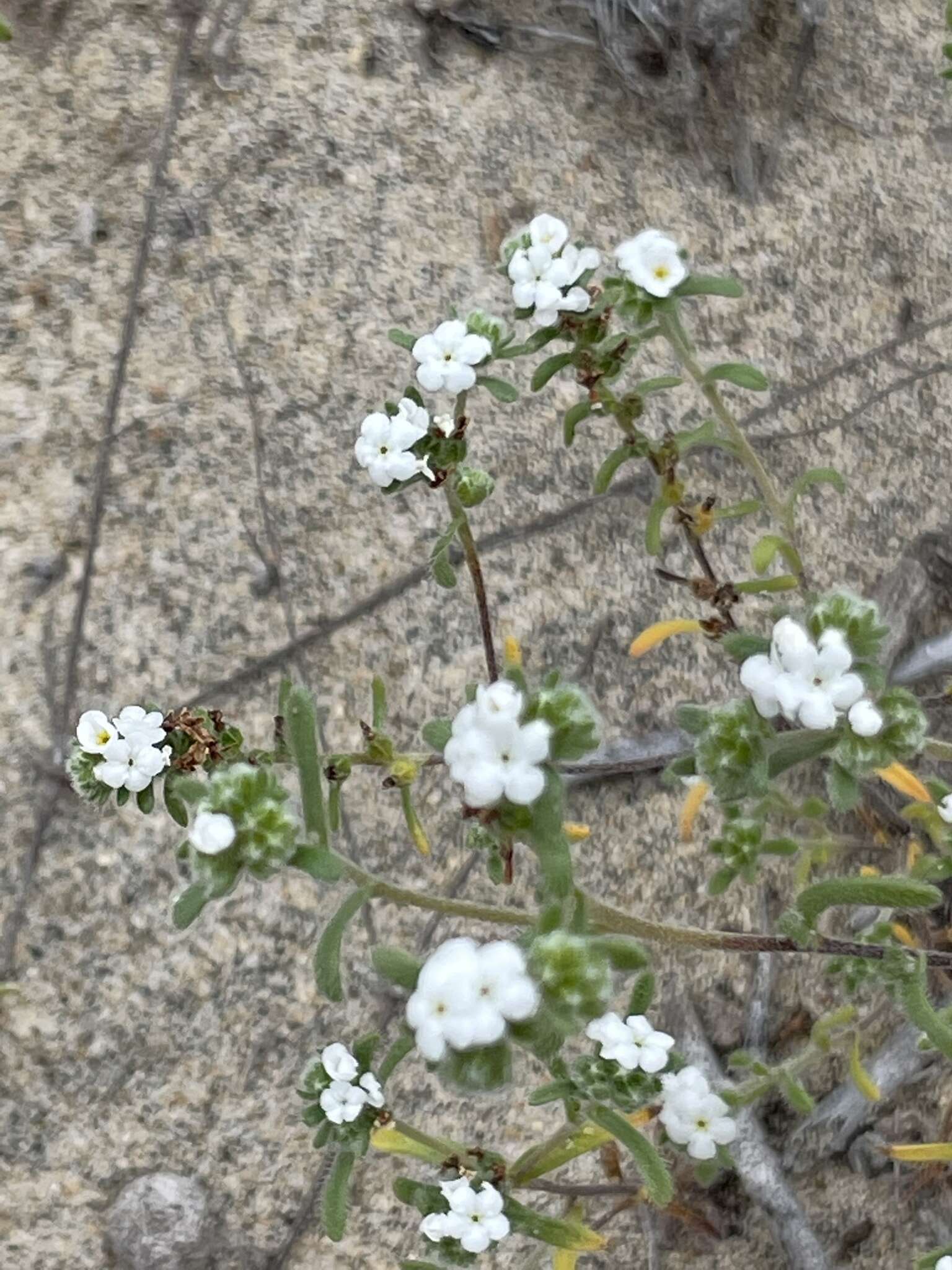 Plancia ëd Eremocarya micrantha var. pseudolepida M. G. Simpson, L. M. Simpson & Rebman