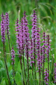 Image of elephanthead lousewort