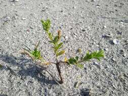 Oenothera humifusa Nutt. resmi