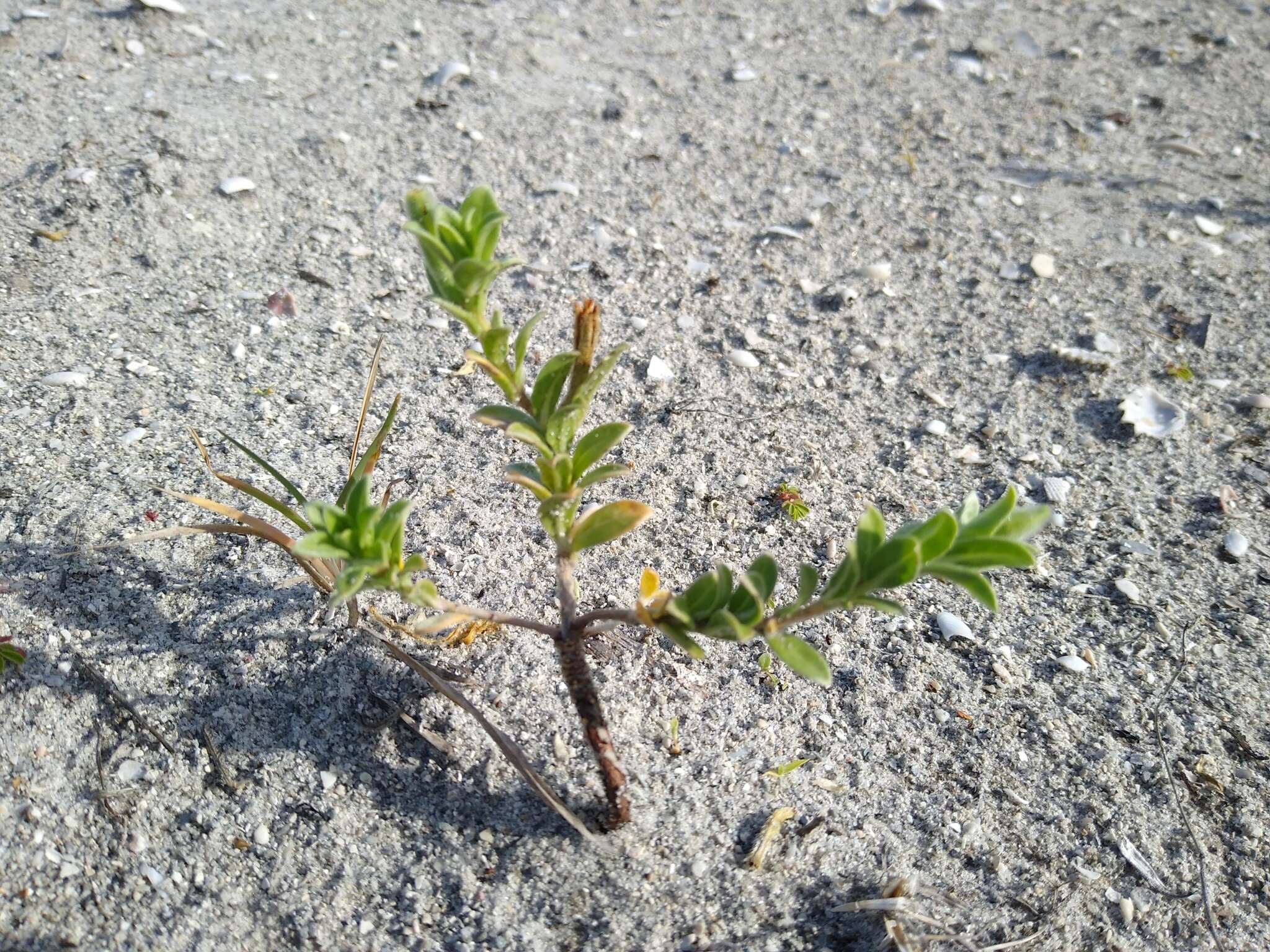 Image of seabeach evening primrose