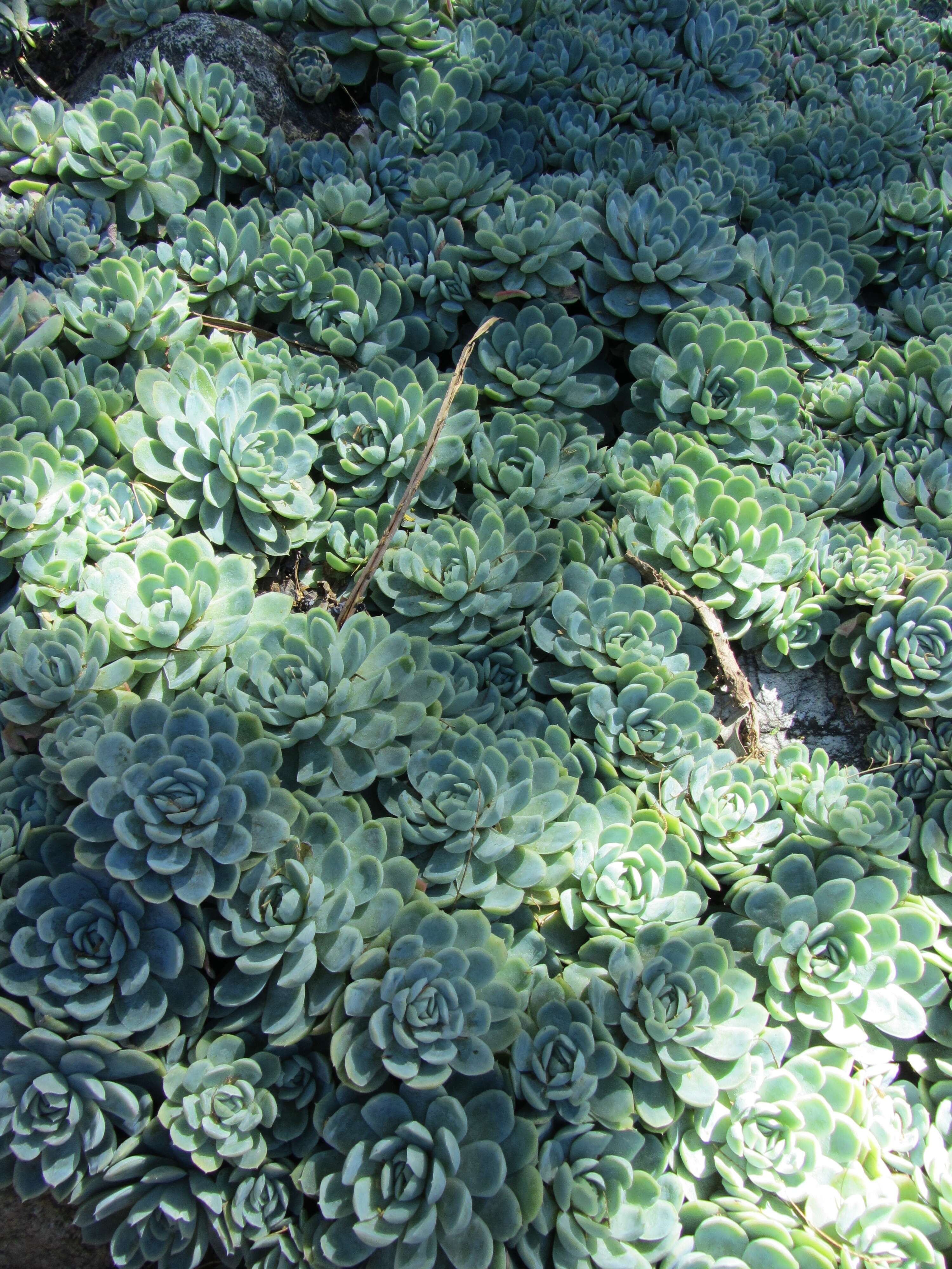 Image of Echeveria elegans Rose