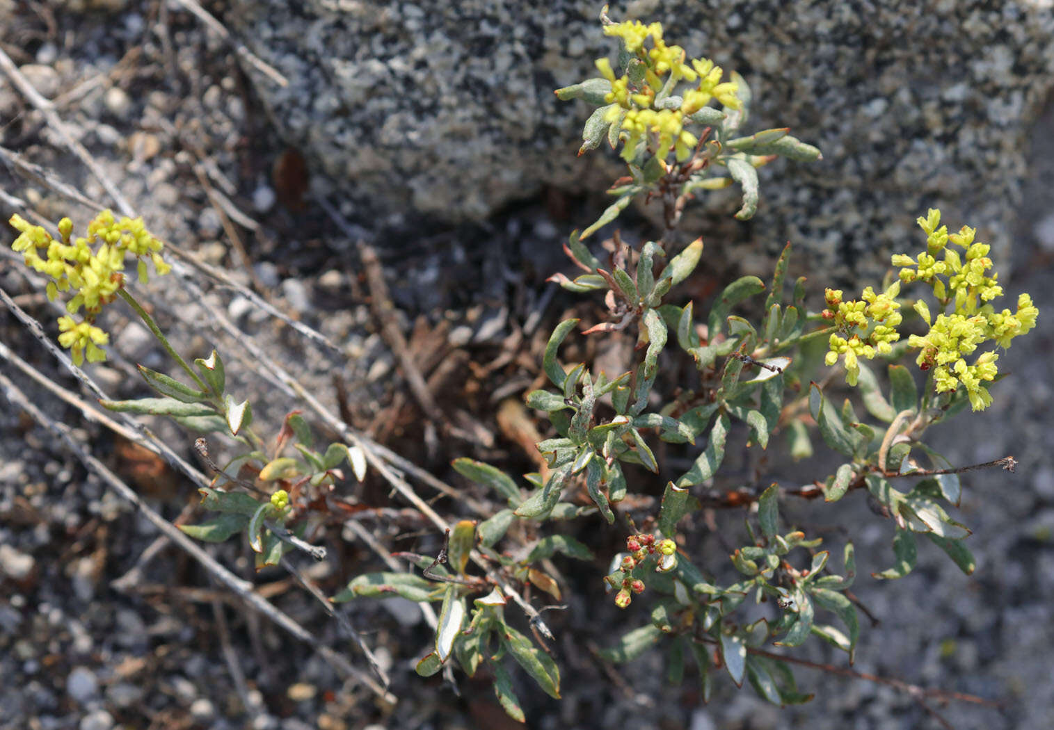 Imagem de Eriogonum microtheca var. ambiguum (M. E. Jones) Reveal