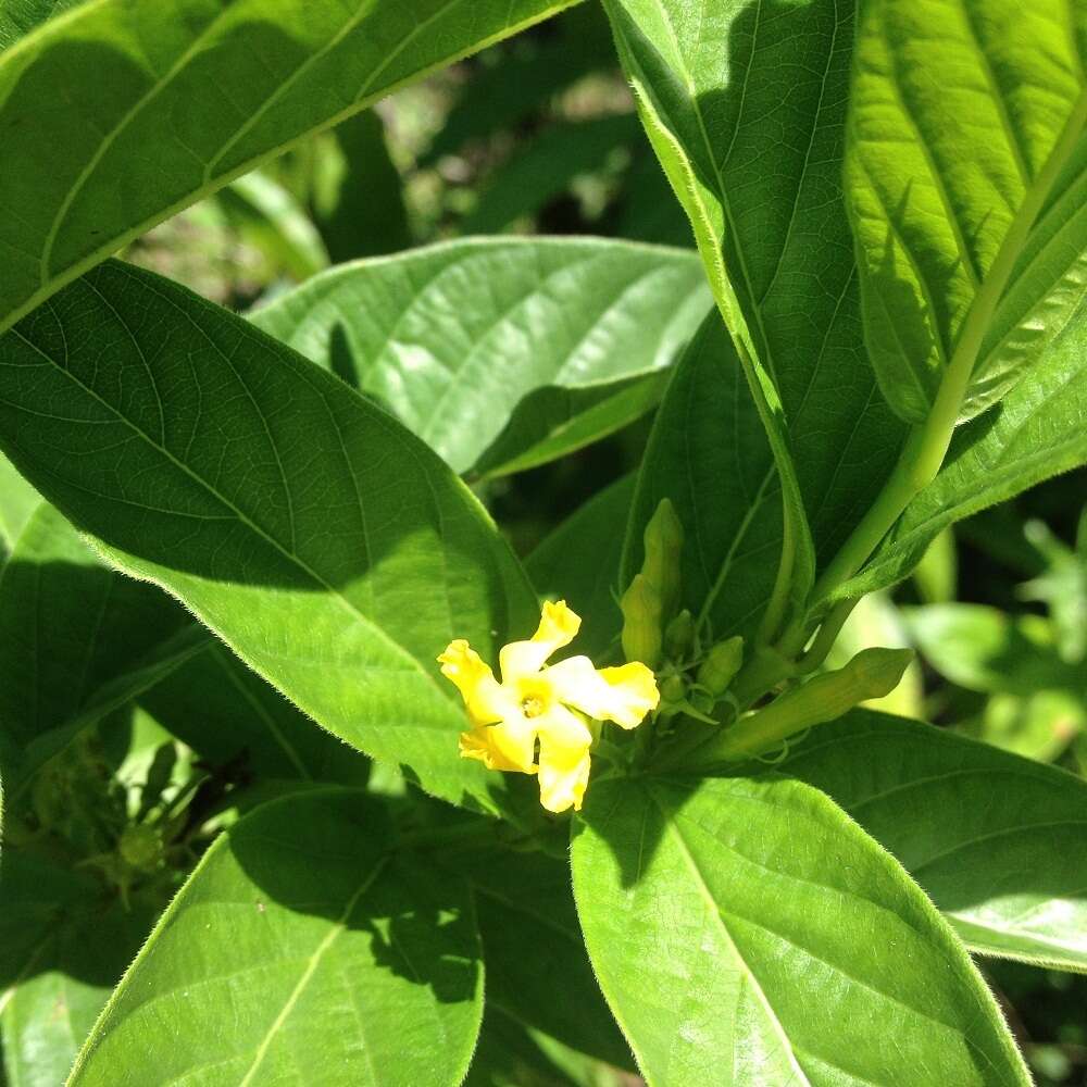 صورة Mandevilla foliosa (Müll. Arg.) Hemsl.