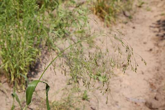 Image of broomcorn millet