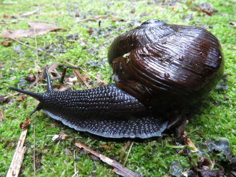 Image of Powelliphanta annectens (Powell 1936)