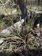 Image of Patersonia sericea var. longifolia (R. Br.) C. Moore & Betche