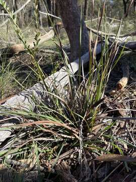 Imagem de Patersonia sericea var. longifolia (R. Br.) C. Moore & Betche