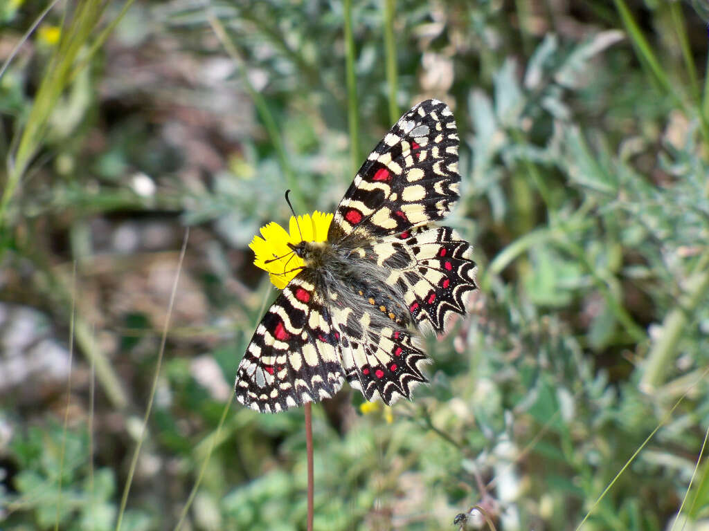 Image of Zerynthia rumina (Linnaeus 1758)