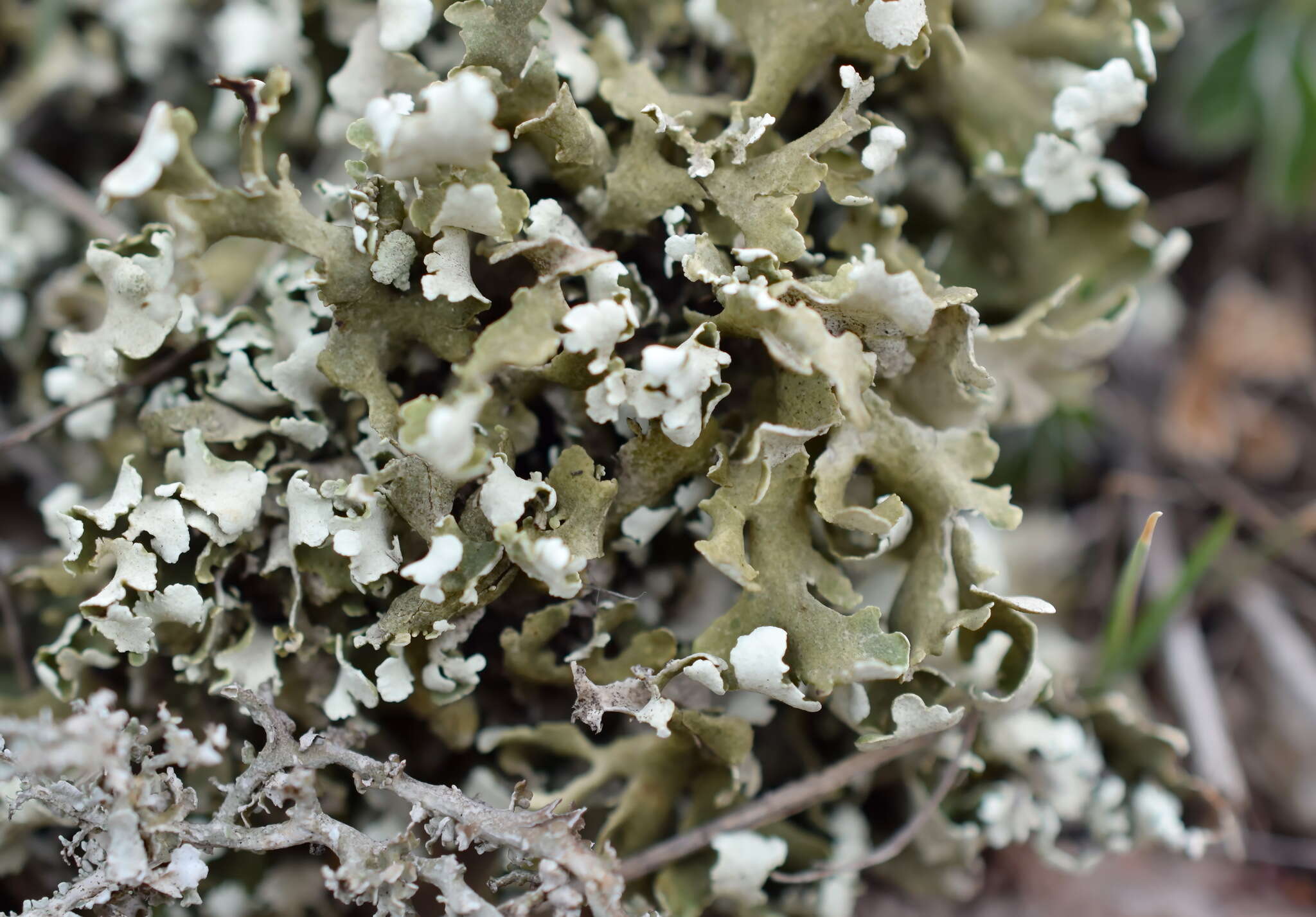 Image of Cladonia foliacea (Huds.) Willd.