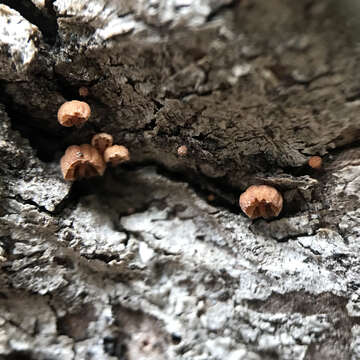 Image of Phaeomarasmius rimulincola (Rabenh.) Scherff. 1914