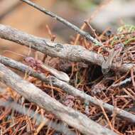 صورة Myrmecia brevinoda Forel 1910