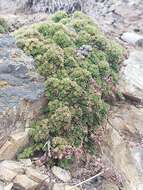 Image de Saxifraga bronchialis subsp. cherlerioides (D. Don) Hult.