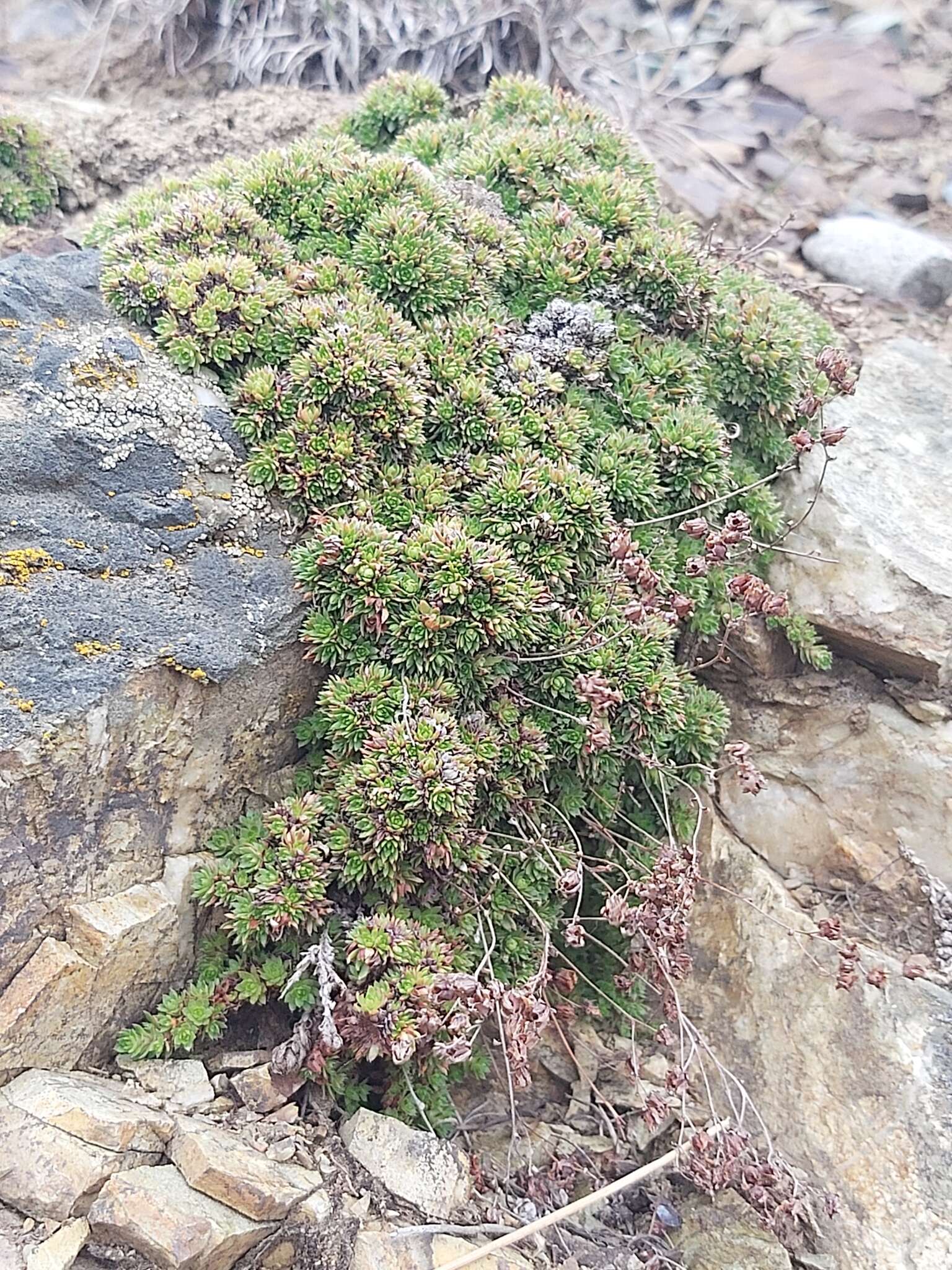 Image de Saxifraga bronchialis subsp. cherlerioides (D. Don) Hult.