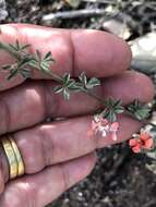 Imagem de Indigofera priorii