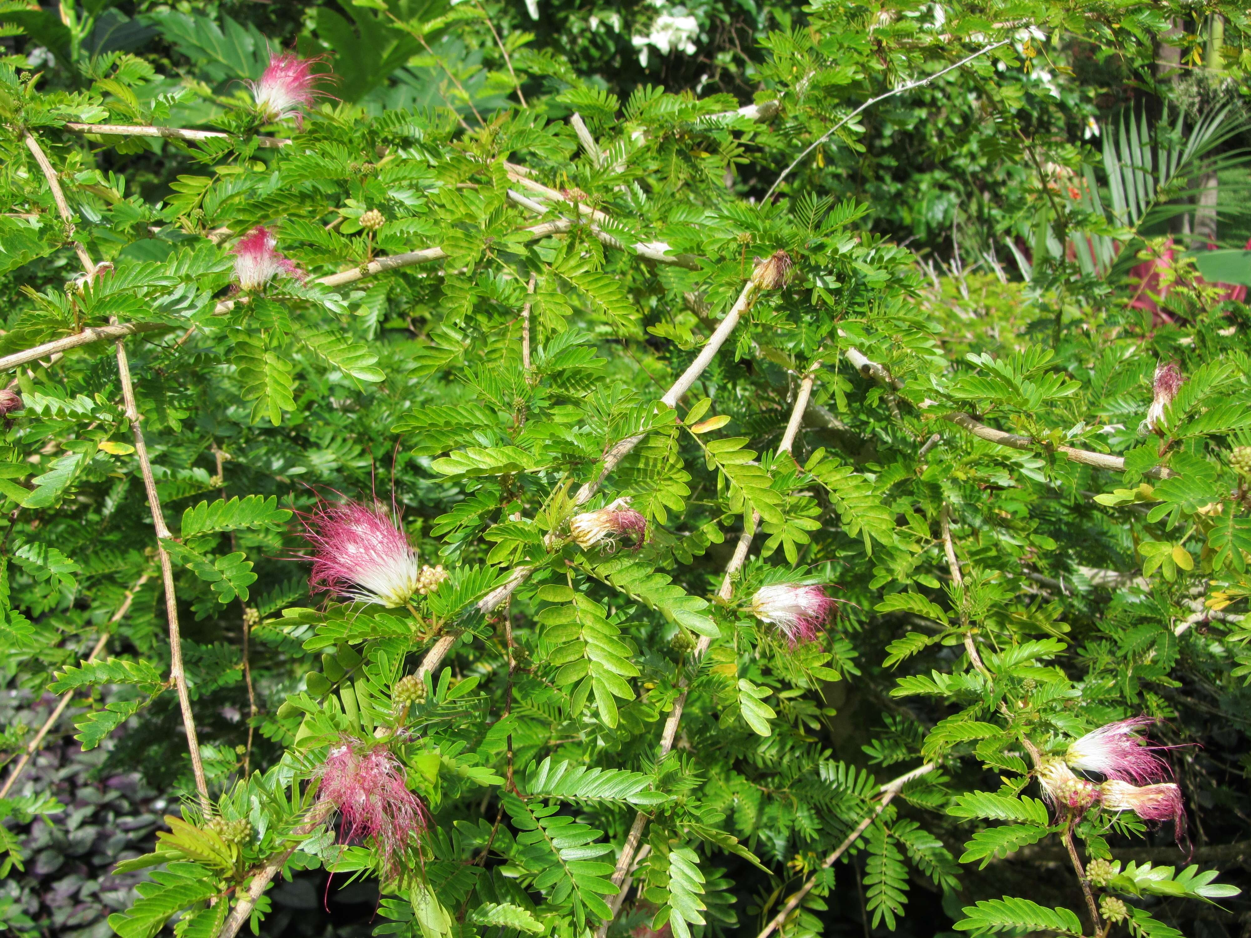 Image of Surinamese stickpea