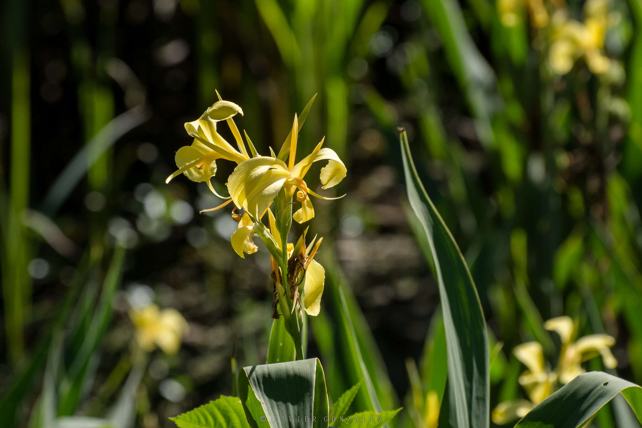 Imagem de Canna glauca L.