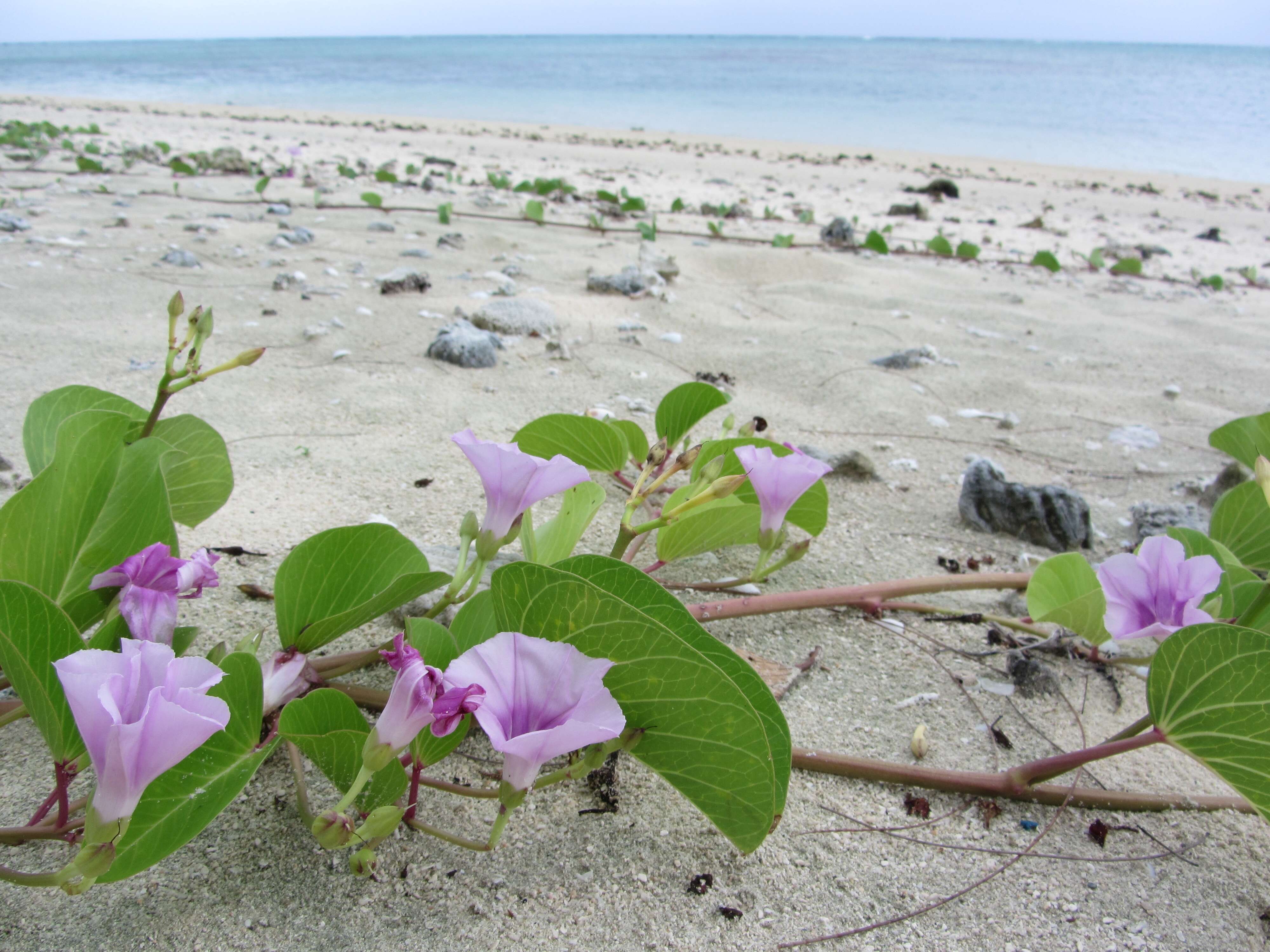 Ipomoea pes-caprae (L.) R. Brown resmi