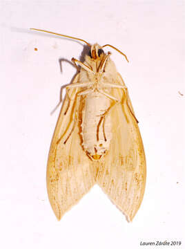 Слика од Leucanopsis lurida Edwards 1887