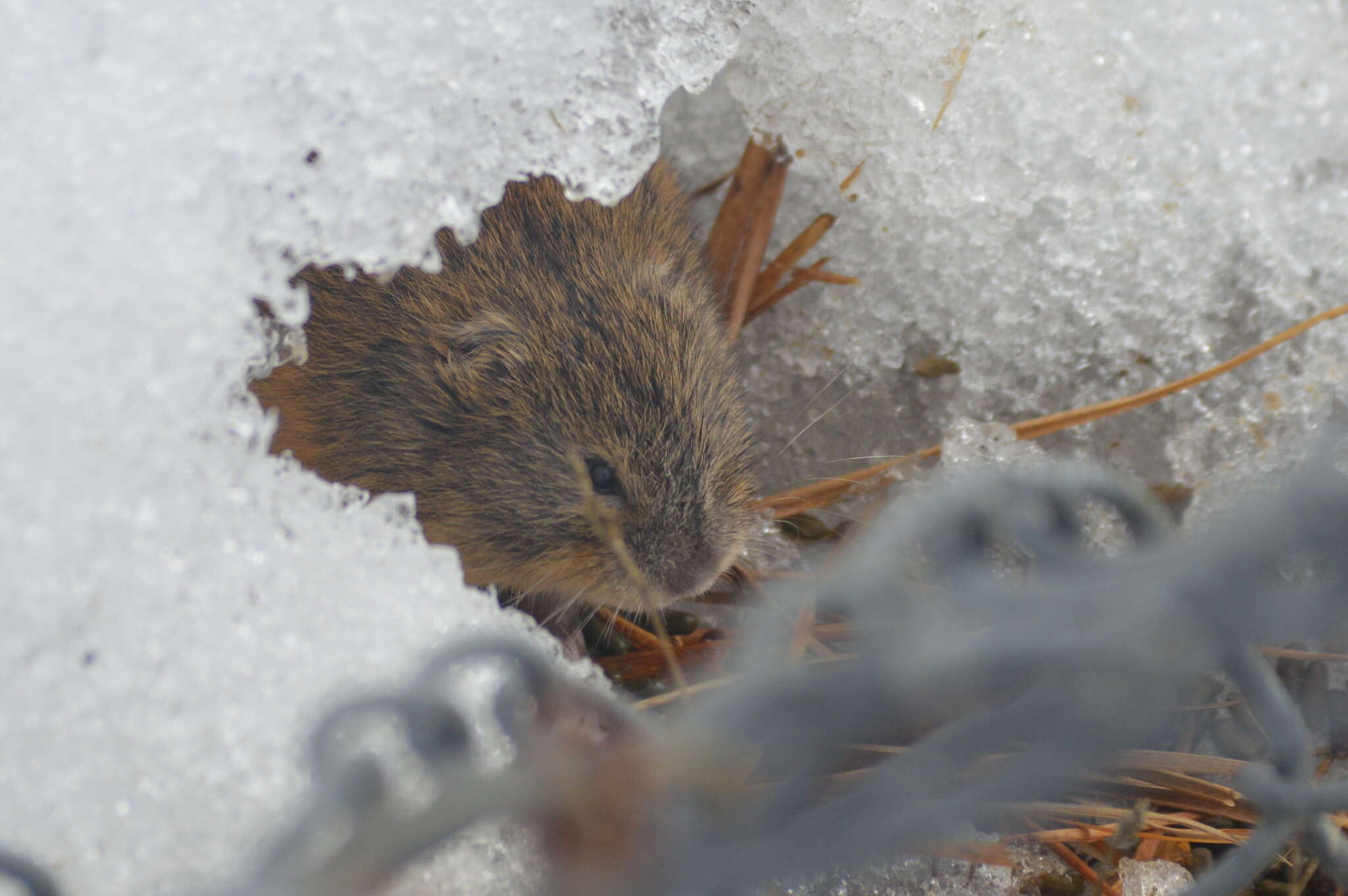 Image of Brown Lemming