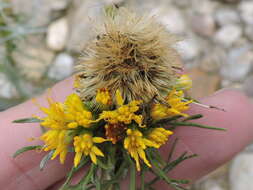 Image of common goldenbush