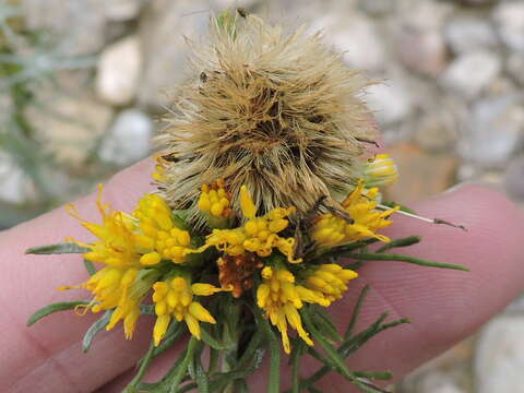 Слика од Isocoma coronopifolia (A. Gray) Greene