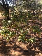 Imagem de Jatropha gossypiifolia var. gossypiifolia