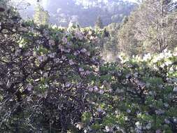 Image of shagbark manzanita